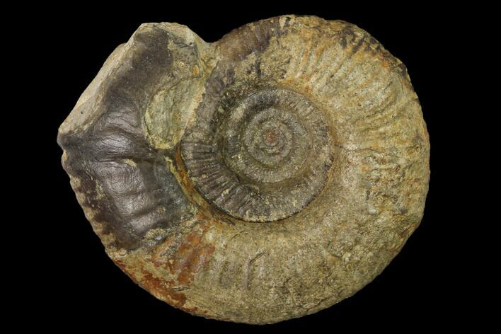 Bathonian Ammonite (Procerites) Fossil - France #152758